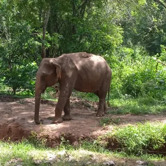 Yemyeşil bir ada, Sri Lanka