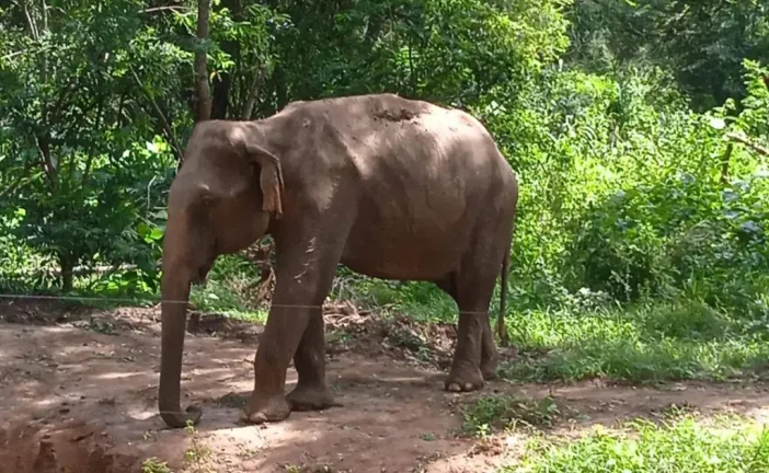 Yemyeşil bir ada, Sri Lanka