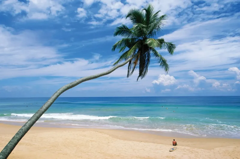 palm tree and sandy beach with calm ocean at Sri Lanka's Trincomalee Beach