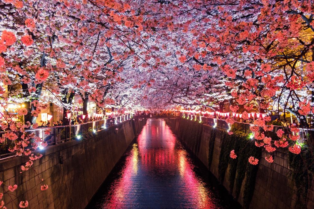 japonya Koyo sonbahar