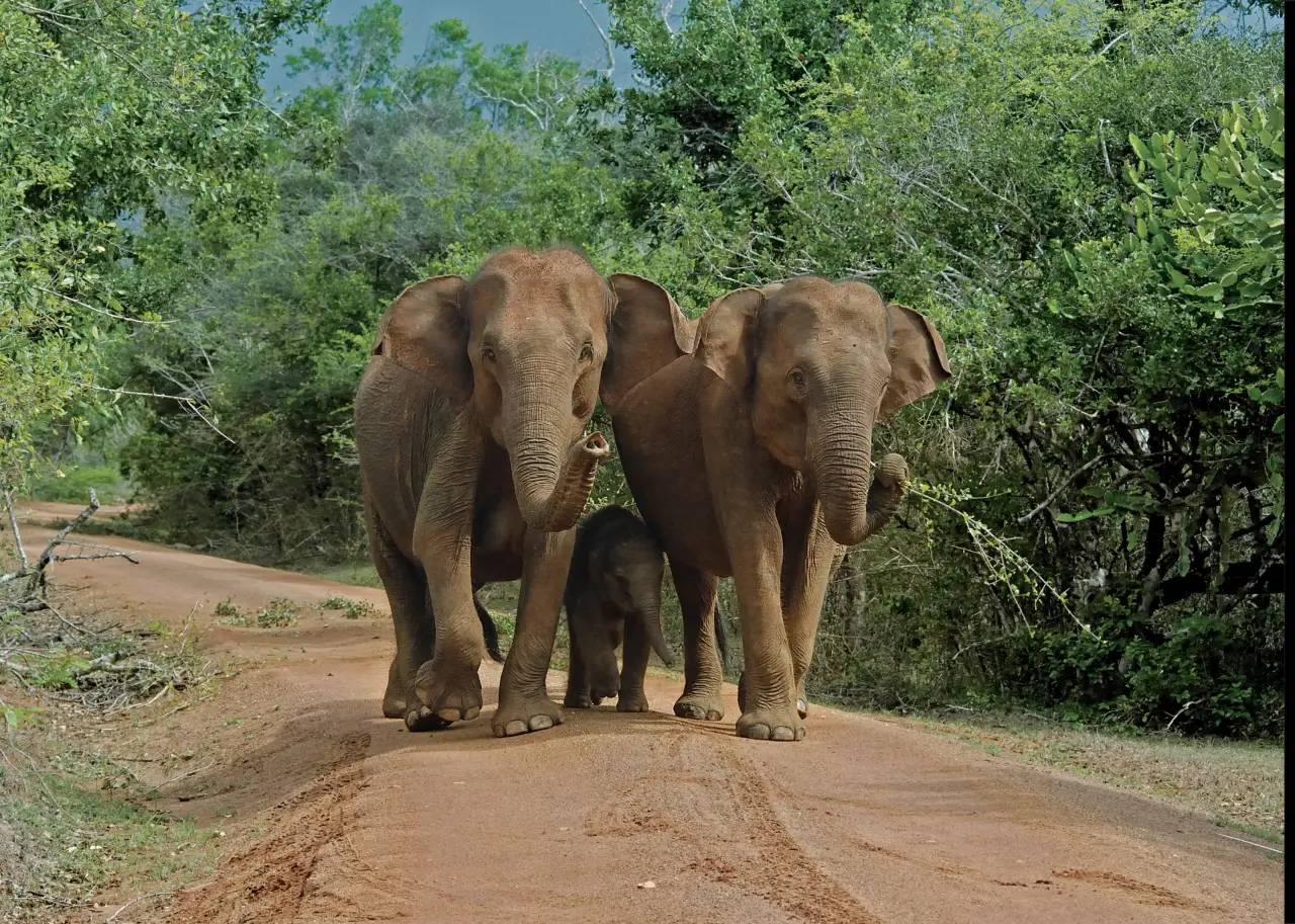 Elephants family walking, two adult and one child elephant